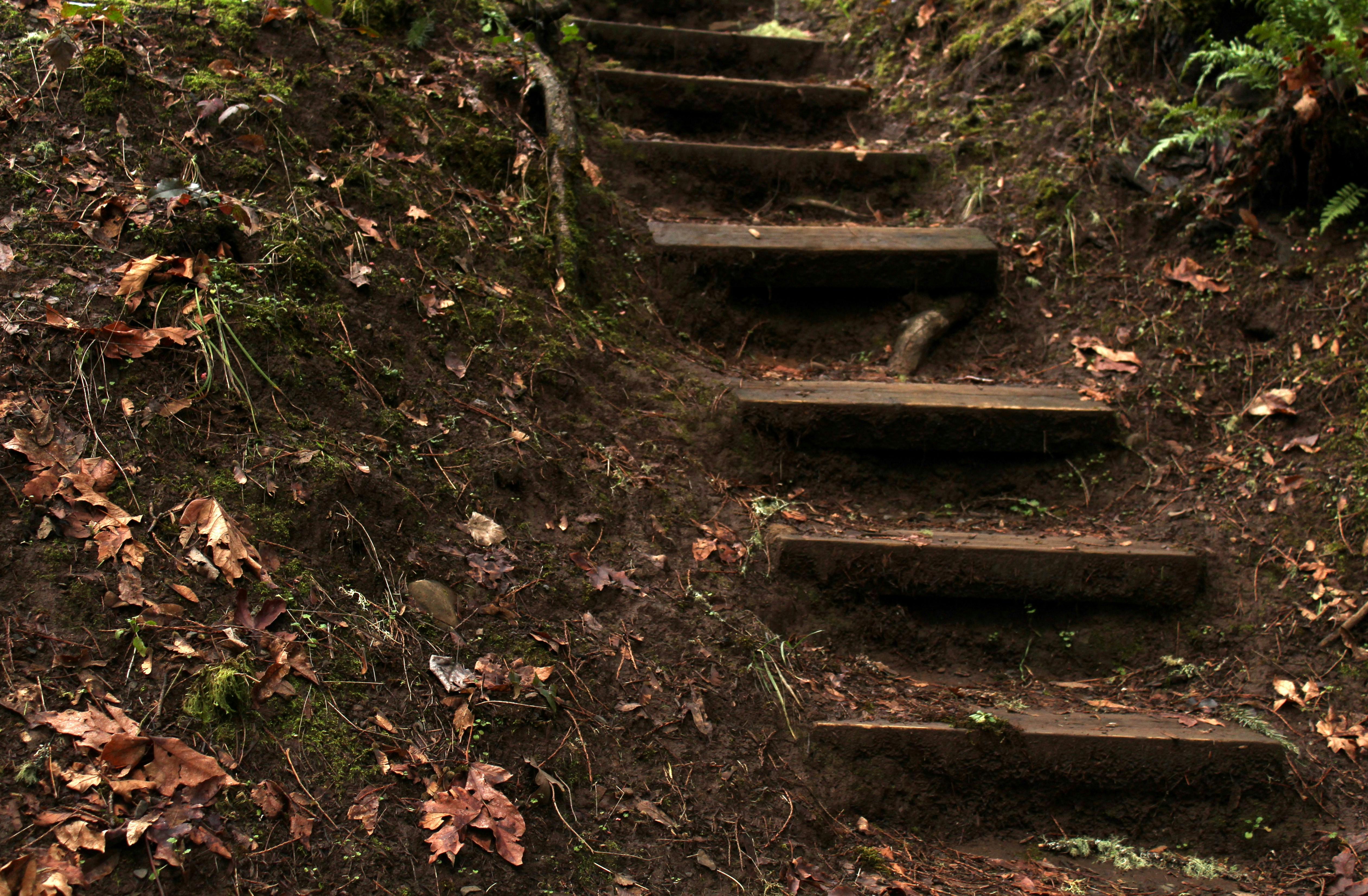 Free stock photo of forest stairs