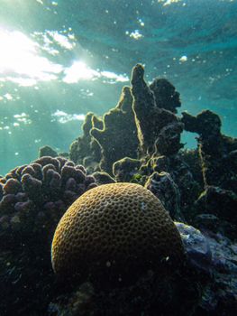 Close-up view of coral under sunlit waters, showcasing marine diversity.