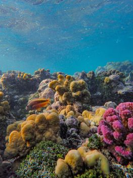 Colorful coral reef with diverse sea life captured underwater in a vibrant vertical shot.