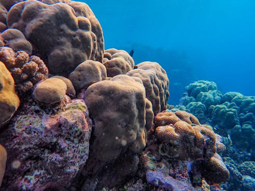 Coral Reef on Seabed