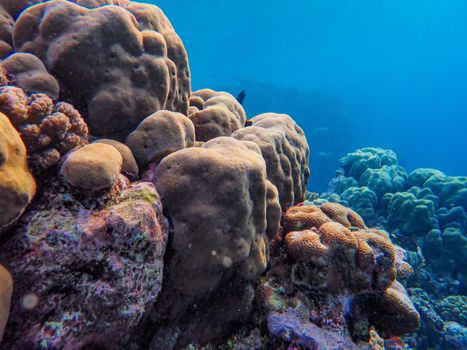 Detailed view of a colorful coral reef underwater, showcasing nature's beauty.