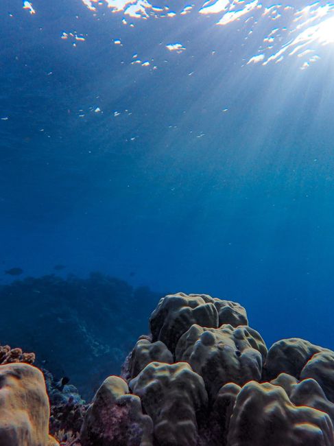 Menjelajahi Beragam Ekosistem: Dari Hutan Hujan hingga Laut Dalam Menjelajahi Beragam Ekosistem: Dari Hutan Hujan hingga Laut Dalam