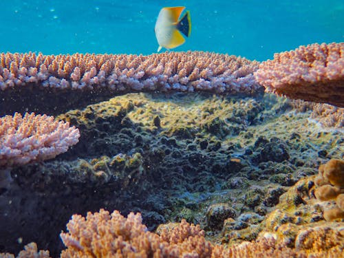 Foto profissional grátis de aquático, colorido, coral