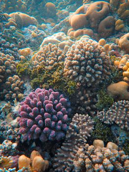 Explore a vibrant coral reef ecosystem teeming with colorful marine life and intricate textures captured underwater.