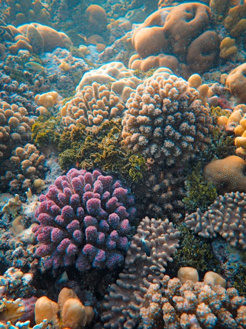 Free Closeup of a Coral Reef Stock Photo