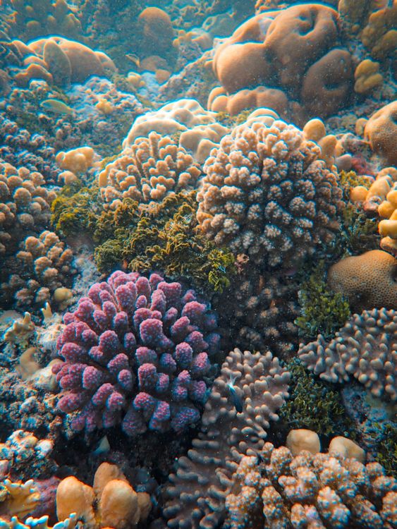 Closeup of a Coral Reef · Free Stock Photo