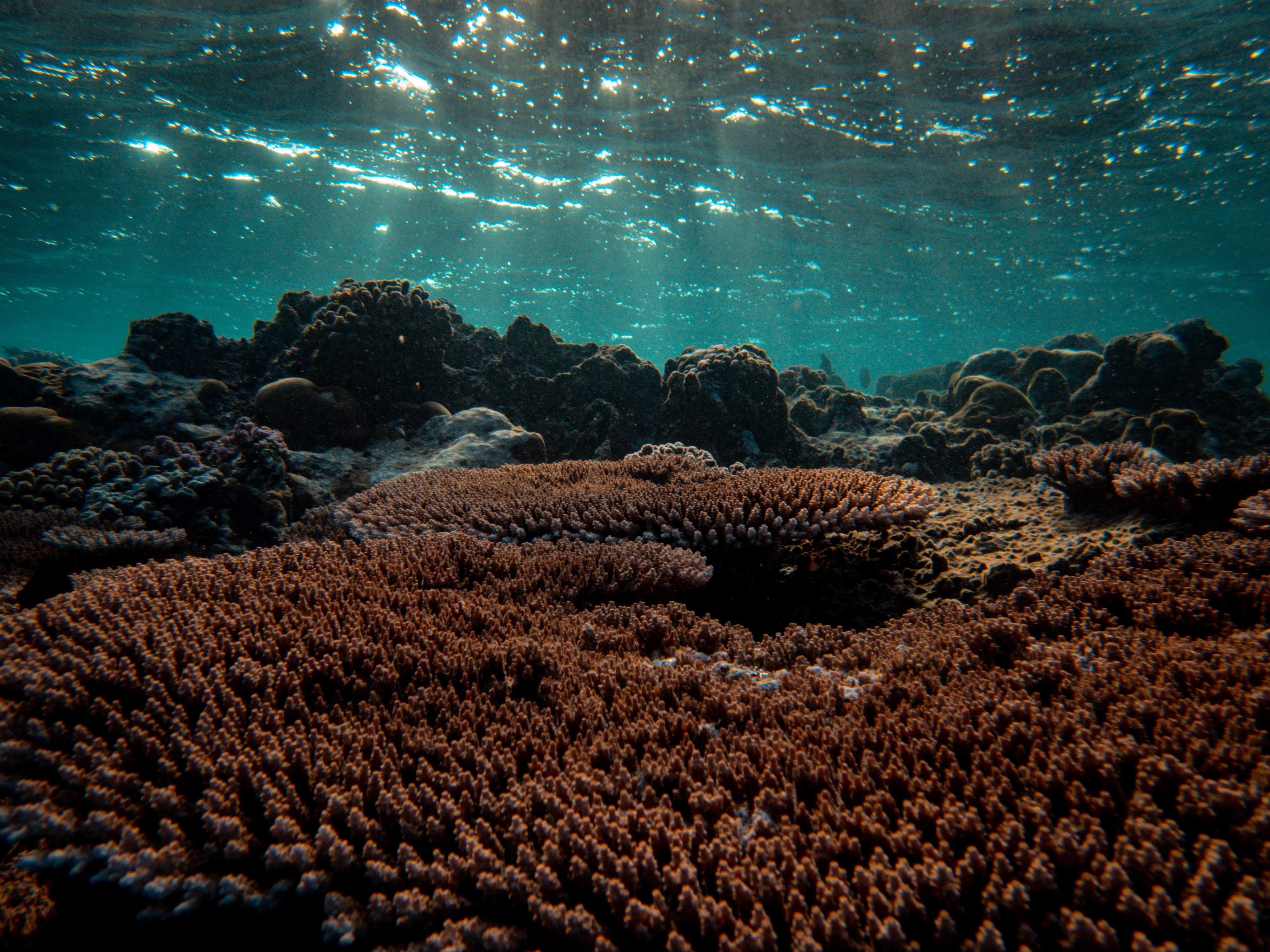 Underwater Photo of Sunbeams Shining from Sea Surface on Coral Reef ...
