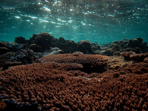 水下, 海景, 海洋生物 的 免费素材图片