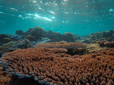 Vibrant underwater coral reef teeming with marine life, illuminated by sunlight.