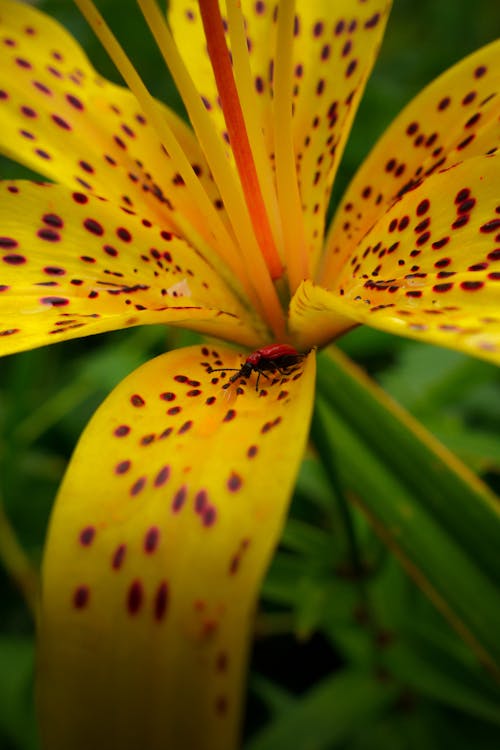 Insect on a Lily Flower