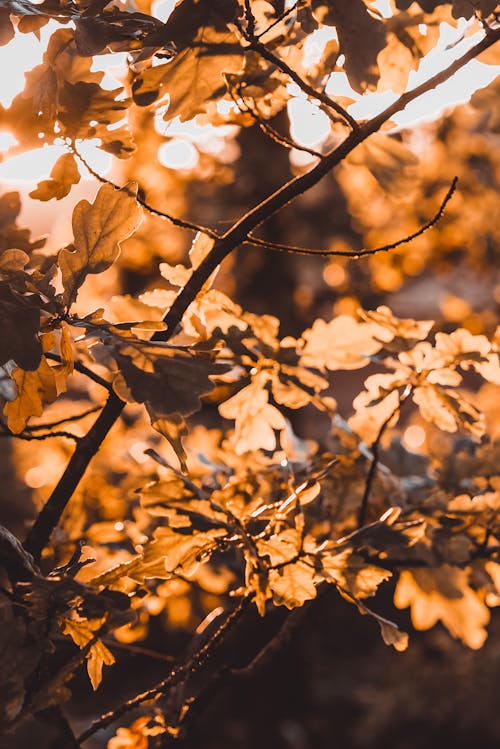 Golden Leaves on a Branch