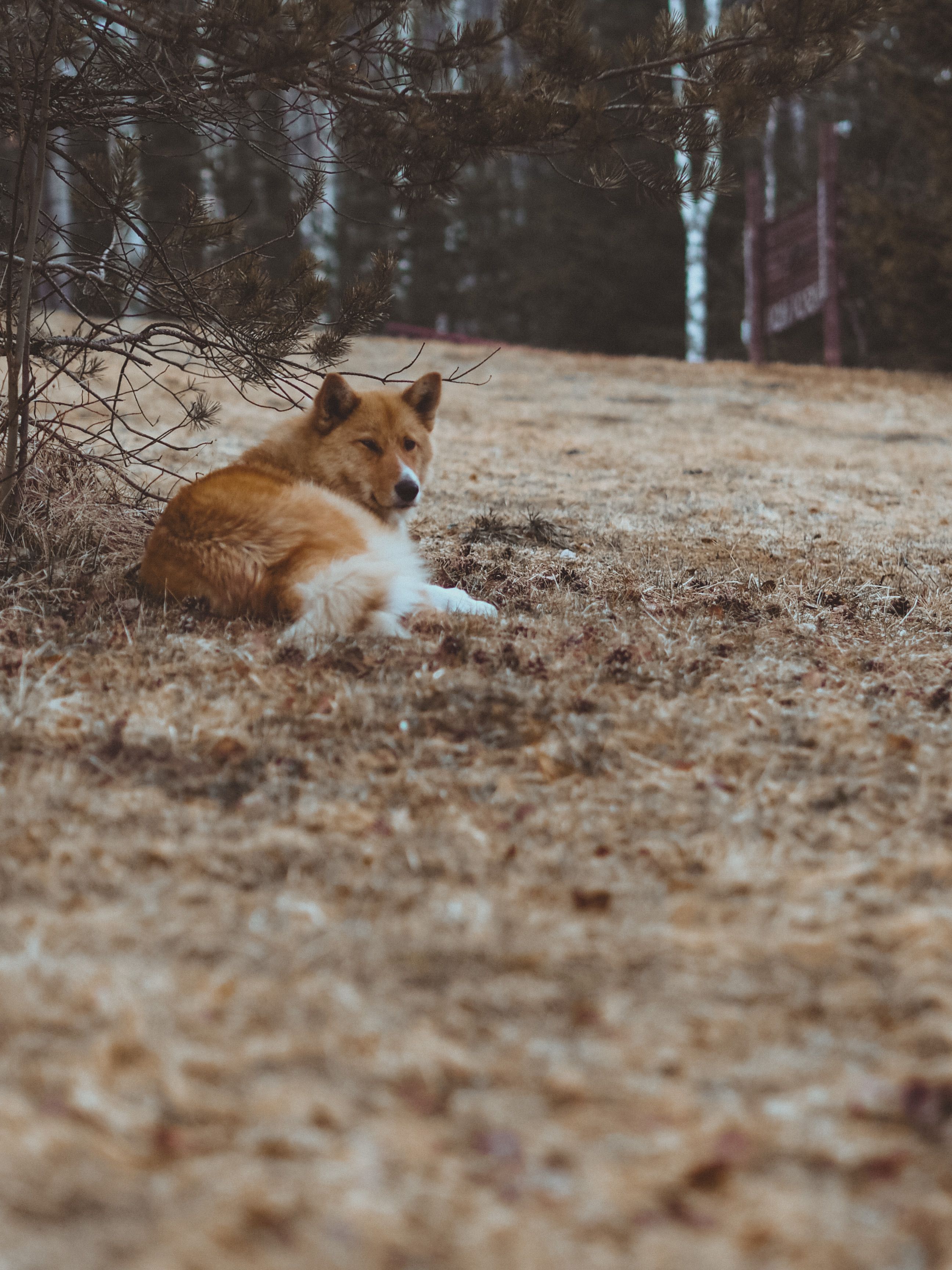Icelandic Sheepdog lying in a grassy field, photo by Nikolaeva Nastia on Pexels