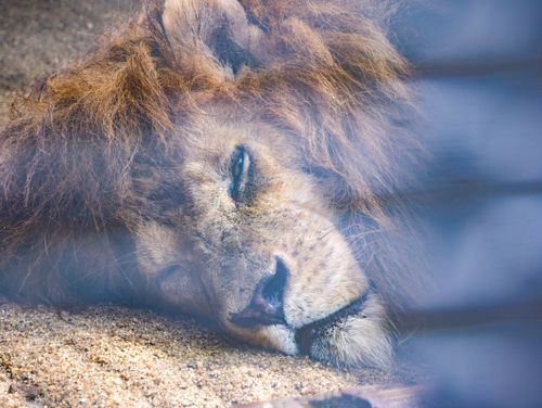 Free stock photo of lion Stock Photo
