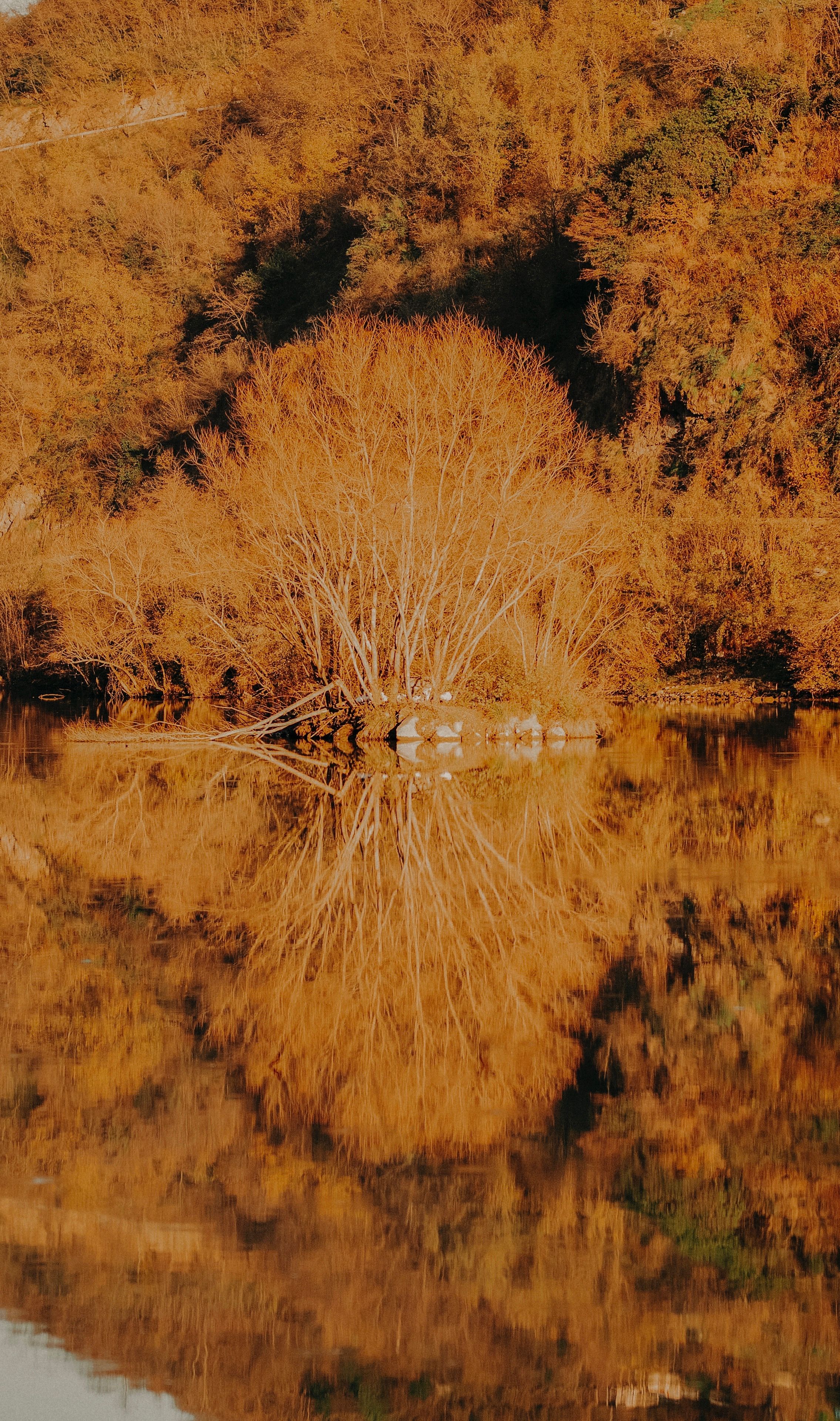 Trees by the Lake in Fall · Free Stock Photo