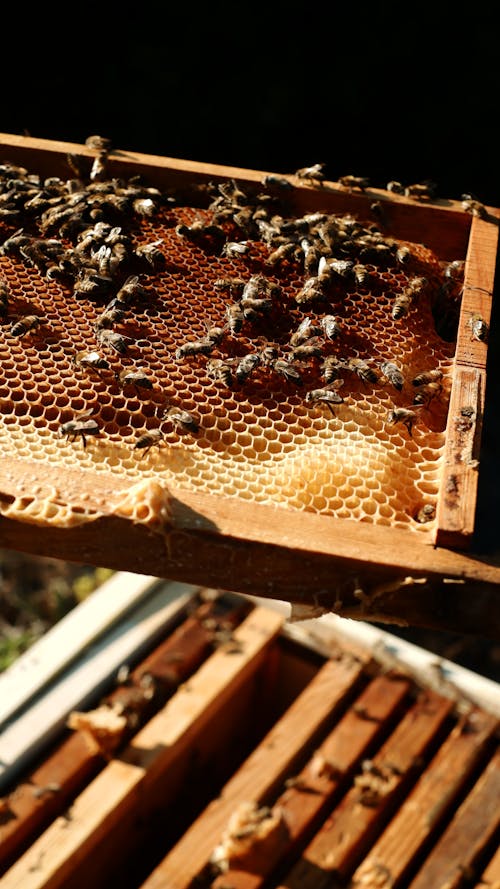 Photos gratuites de abeilles, arrière-plan noir, colonie