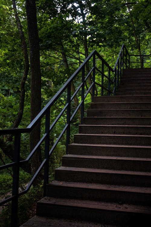 Stairs in the Forest
