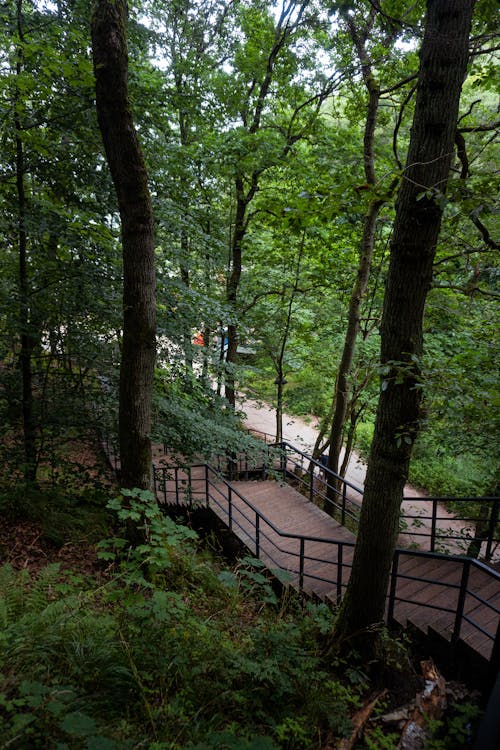 Gratis stockfoto met bladeren, bomen, brug