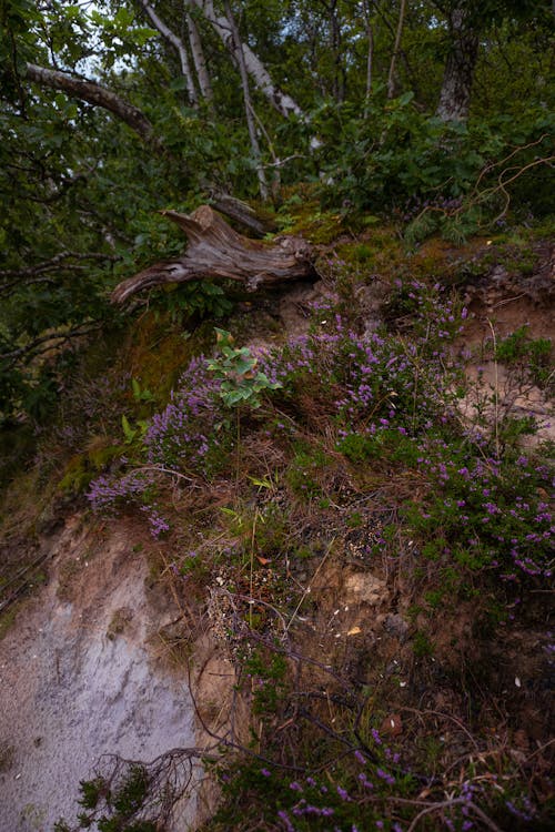 Flowers in a Forest