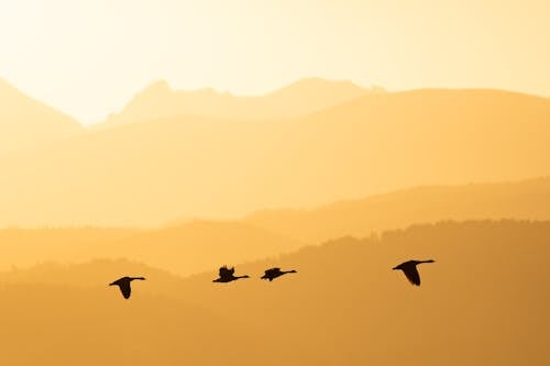 Geese Flying at Sunset 