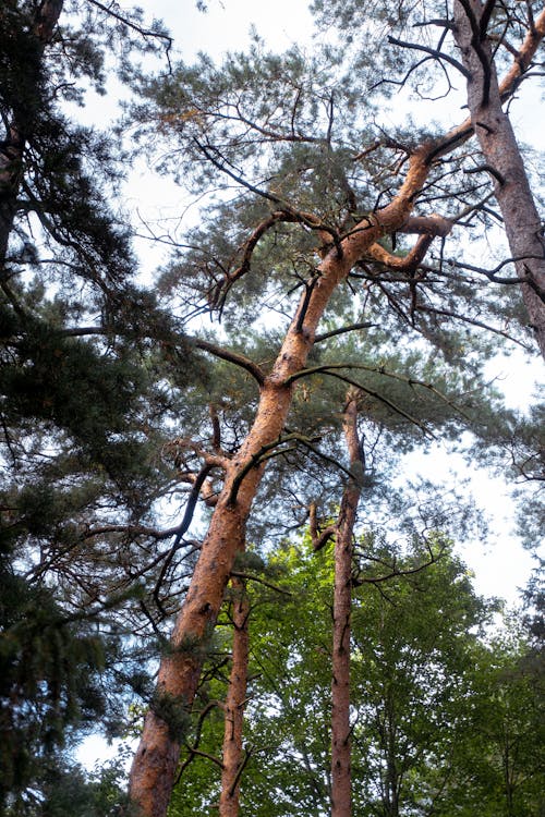 나무, 삼림지대, 수직 쐈어의 무료 스톡 사진