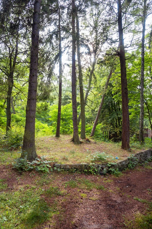 Základová fotografie zdarma na téma dřevo, les, lesnatý kraj