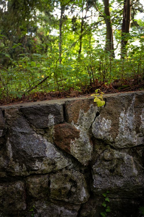 Gratis arkivbilde med natur, planter, rock