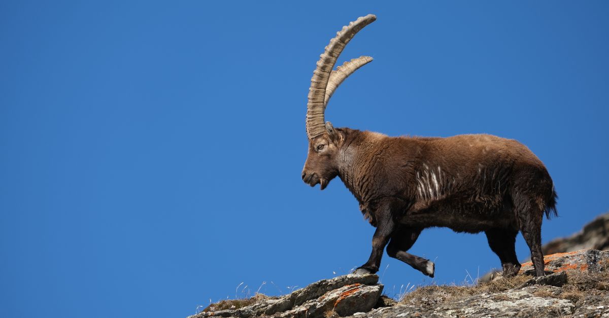 ibex 35