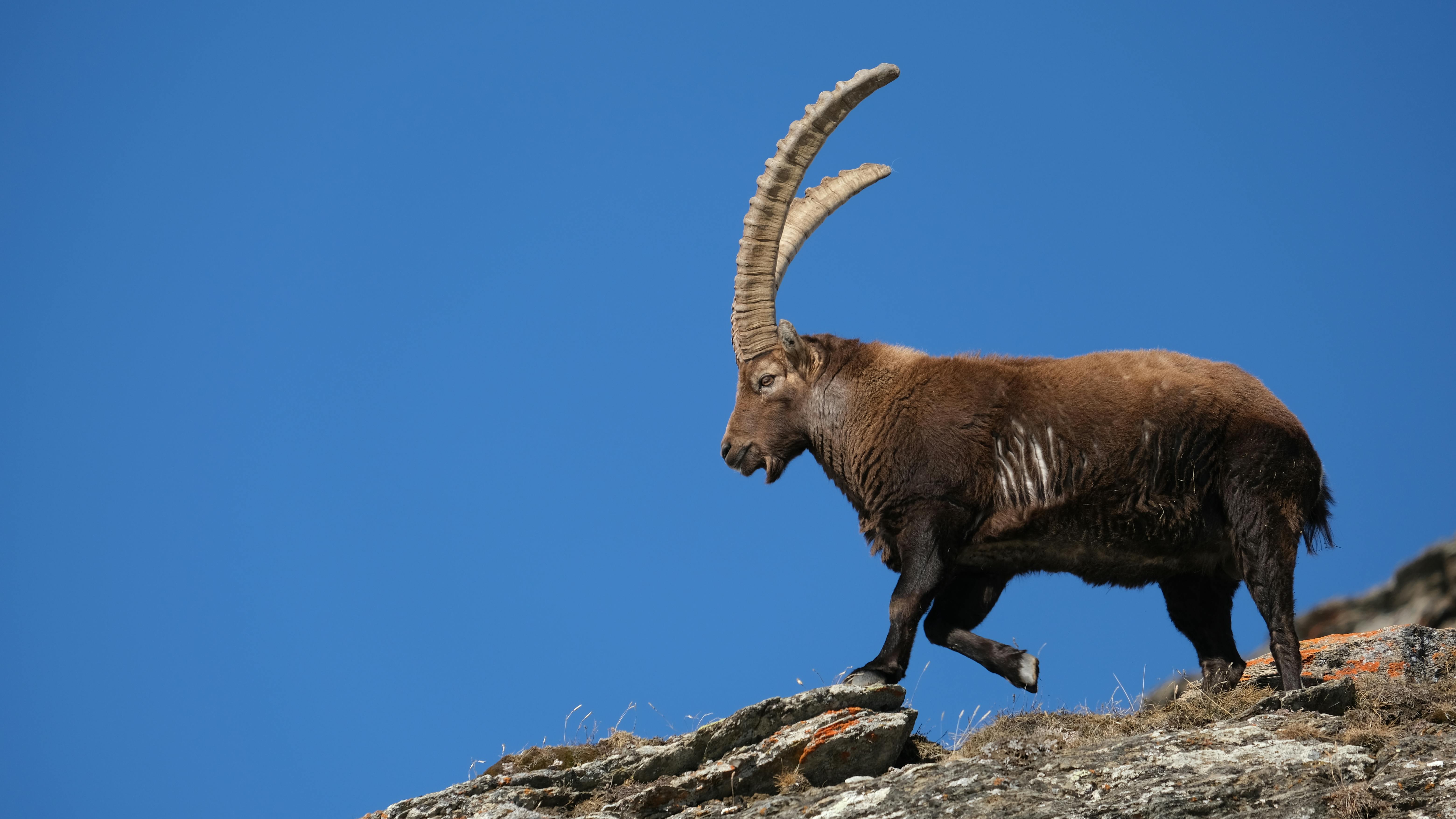 grátis Foto profissional grátis de alpino, altitudes elevadas, animais selvagens Foto profissional