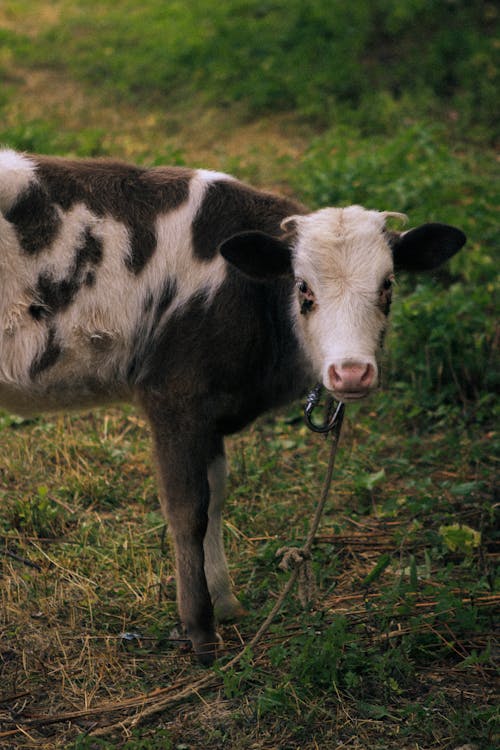 Бесплатное стоковое фото с вертикальный выстрел, домашний скот, корова