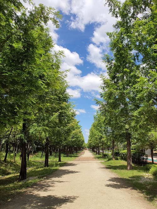 Gratis stockfoto met avenue, bomen, park