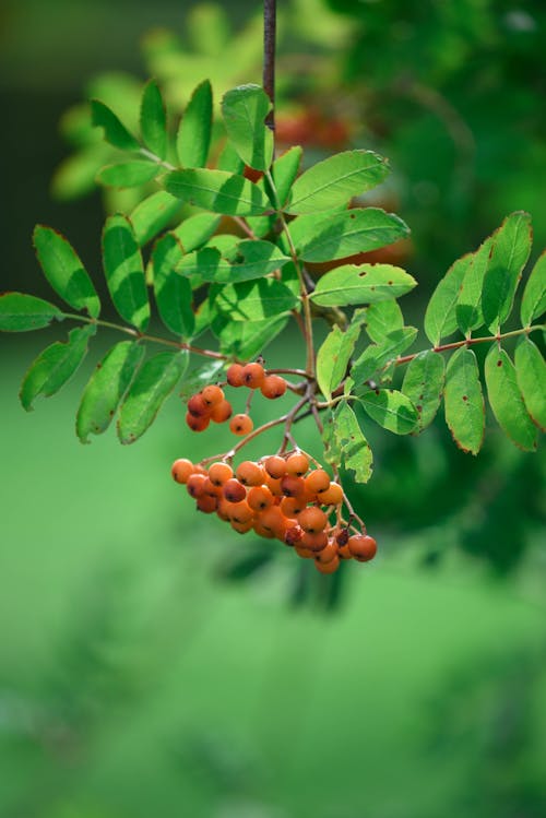 Close-up of Rowan Berries