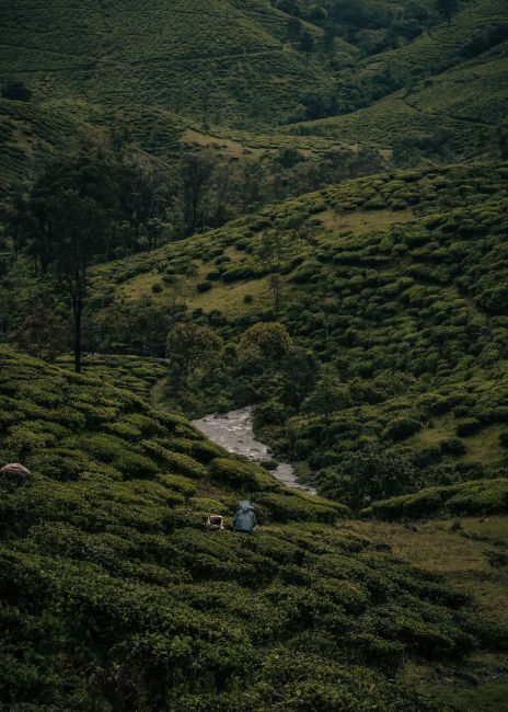 A tranquil view of lush green tea plantations with a person sitting by a stream in Munnar, India.
