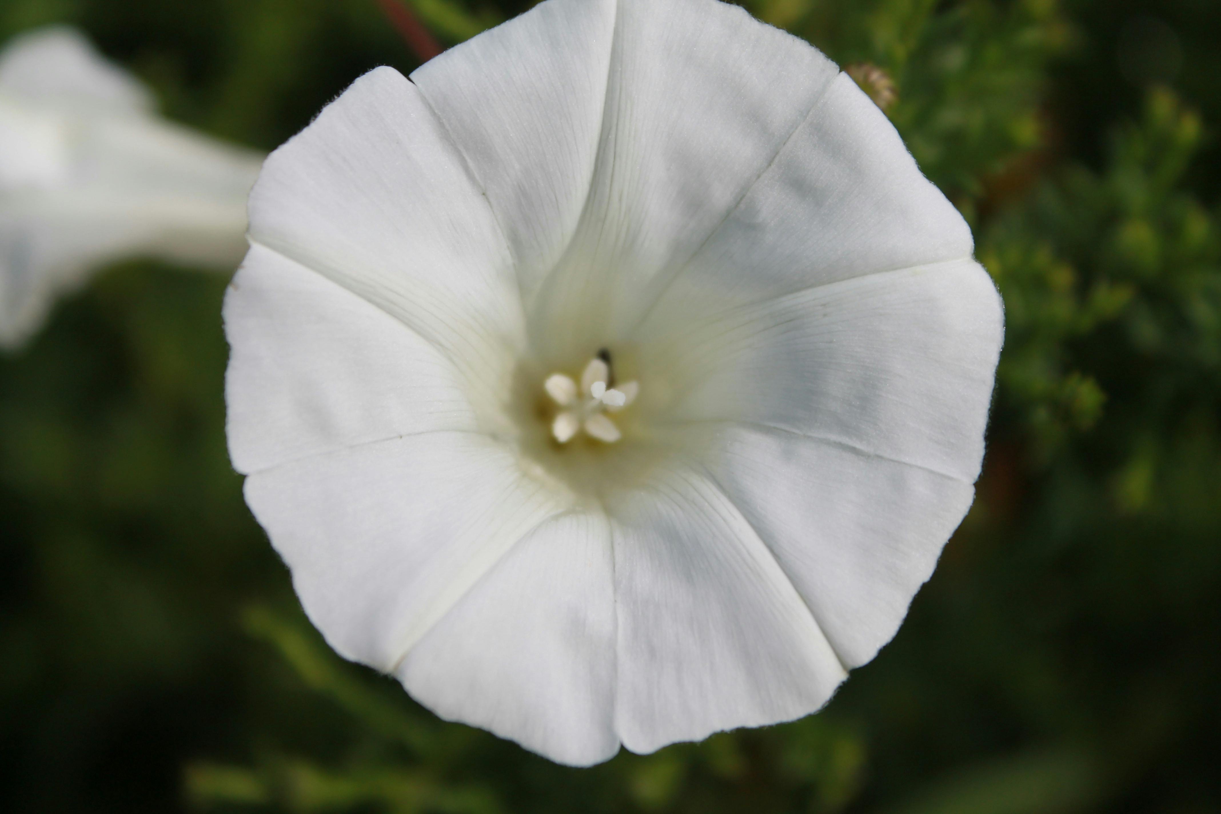 Free stock photo of color, flower, flowers