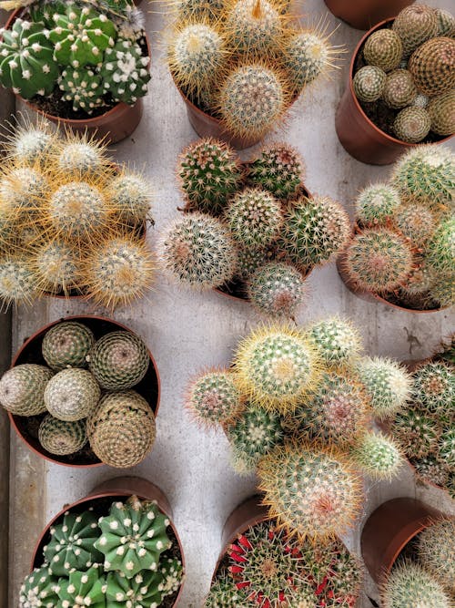 Free Choice of Potted Cacti Stock Photo