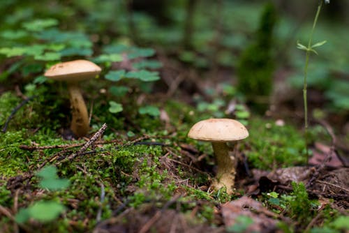 Immagine gratuita di focus selettivo, fresco, funghi