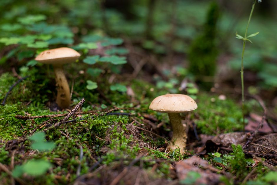 Close-up of mushrooms growing in lush forest moss, showcasing natural beauty and woodland tranquility.