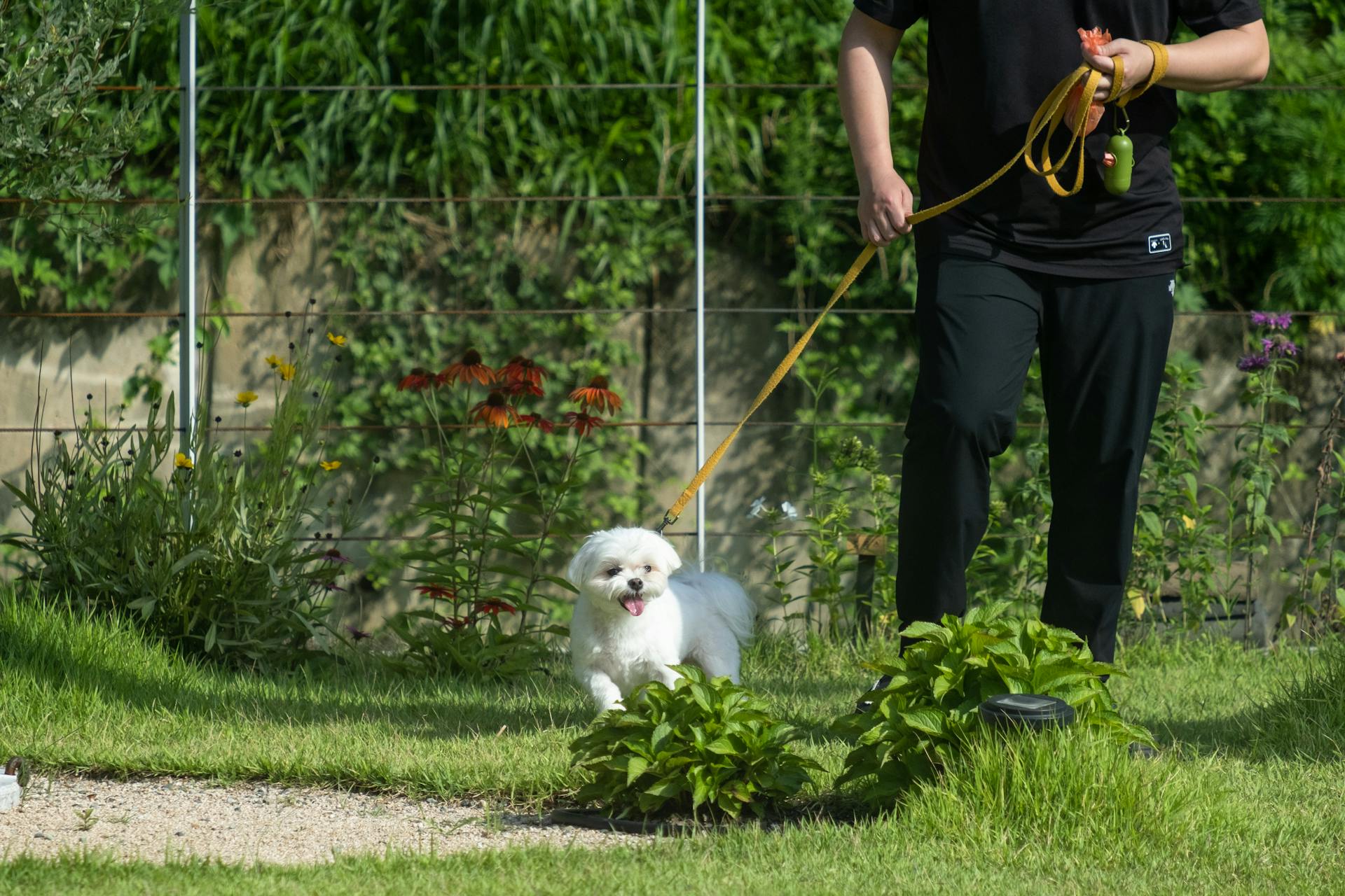 En man som promenerar en vit maltesisk hund