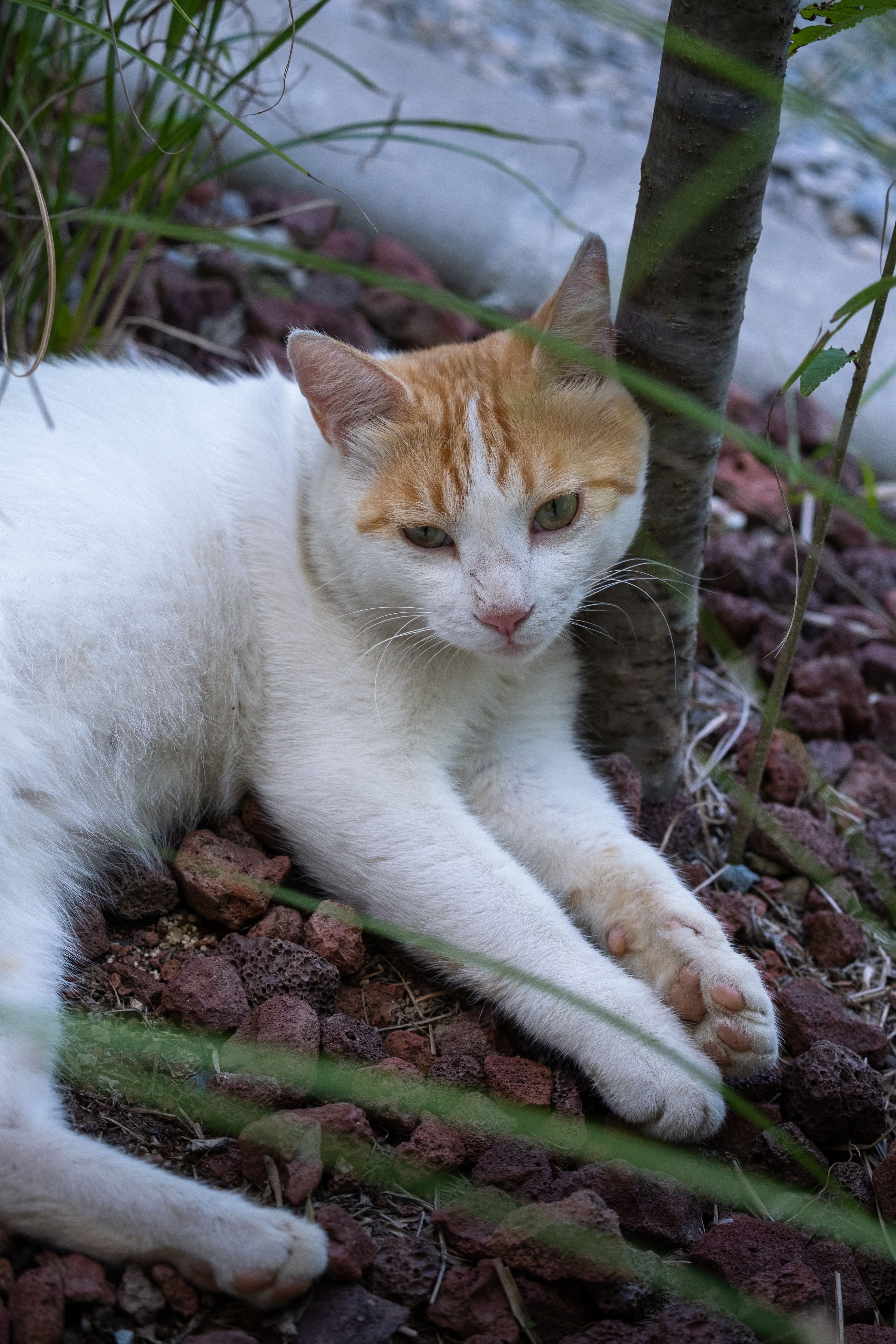 Cute Cat Lying Near Tree · Free Stock Photo