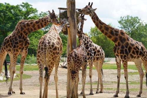 Δωρεάν στοκ φωτογραφιών με αφρικανικός, ζώα, ζωολογικός κήπος