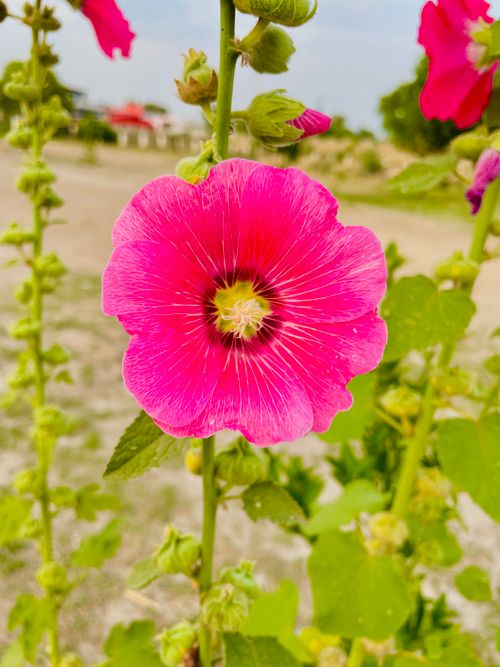 Free Pink Flower Stock Photo