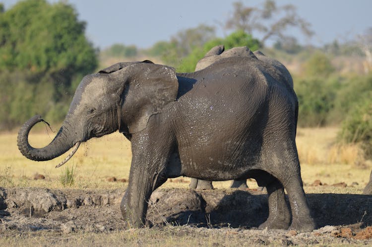 A Baby Elephant Standing In Mud 