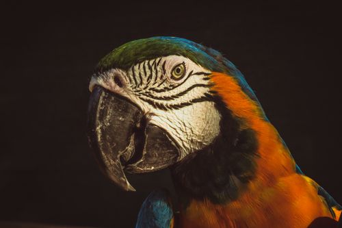 Free Detailed portrait of a colorful macaw parrot showcasing its vibrant feathers on a black background. Stock Photo