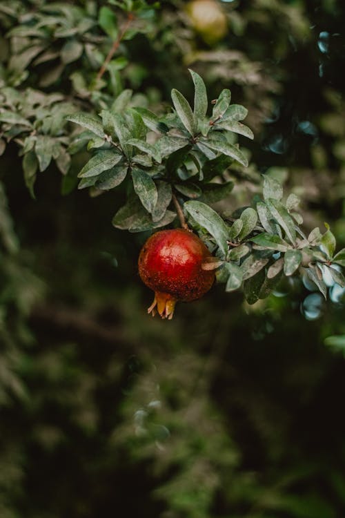 Darmowe zdjęcie z galerii z flora, granat, liście