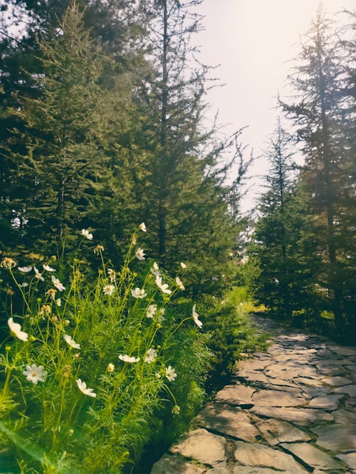 Fotobanka s bezplatnými fotkami na tému biele kvety, cestička, dedinský