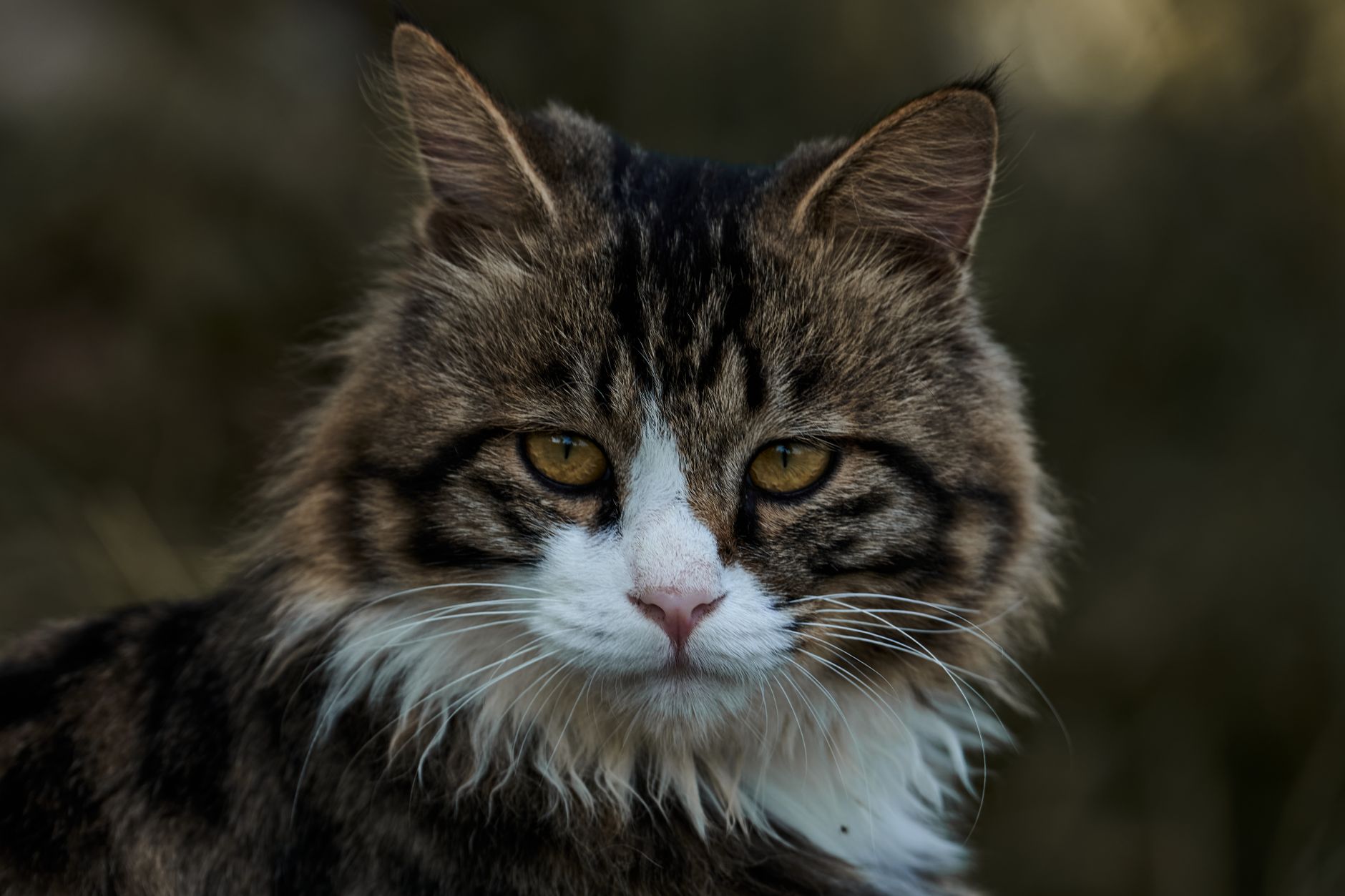 Veterinary care for a cat