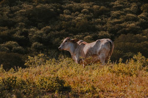 乾草地, 動物攝影, 家畜 的 免费素材图片