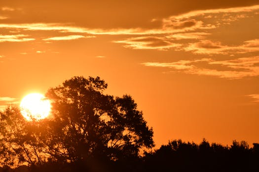 Beautiful orange sunset with tree silhouette in Decatur, Alabama, creating a warm, serene atmosphere.