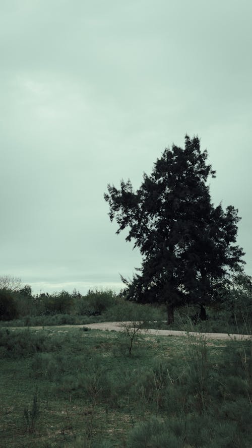 Kostenloses Stock Foto zu außerorts, baum, feldweg