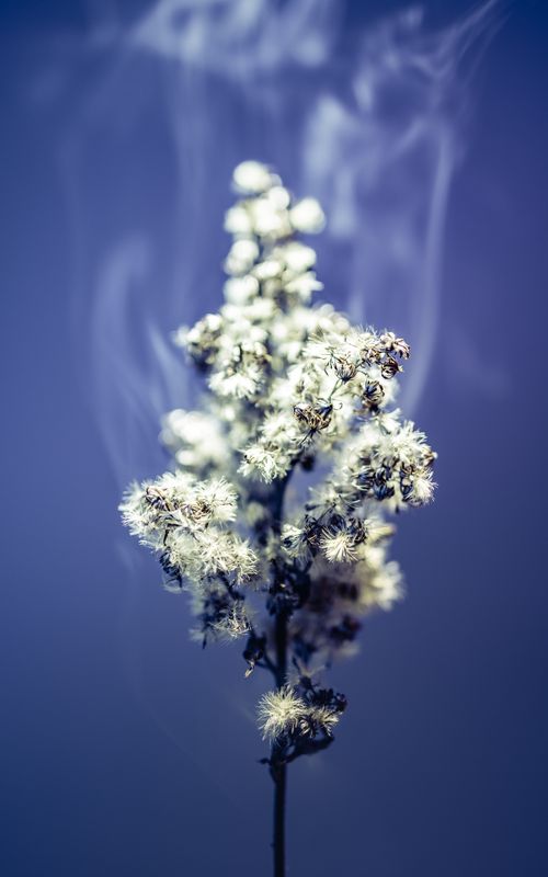 Free Captivating floral arrangement with smoke against a blue background, capturing an ethereal and mystical atmosphere. Stock Photo