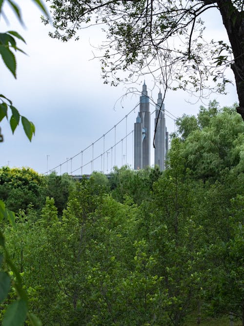 吊橋, 垂直拍攝, 夏天 的 免費圖庫相片